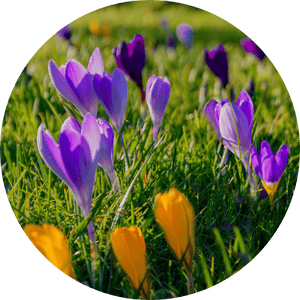 Frühblüher Frühblüher