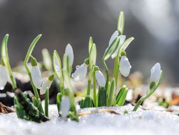 Frühblüher: Diese Blumen machen uns jetzt besonders glücklich