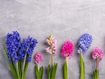 Hyazinthen und ihre Bedeutung Hyazinthen und ihre Bedeutung