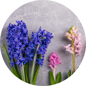 Hyazinthen Herkunft, Bedeutung Hyazinthen Herkunft, Bedeutung