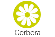 Gerbera