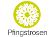 Pfingstrosen