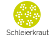 Schleierkraut