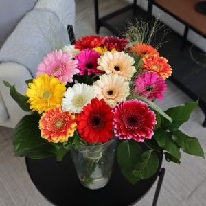 Gerbera kaufen