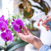 Orchideen pflege