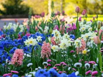 Die passende Blume zu jedem Sternzeichen Die passende Blume zu jedem Sternzeichen