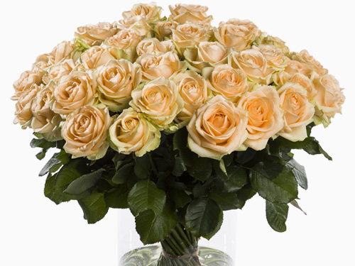 Lachsfarbene Rosen