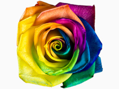 Regenbogen Rose