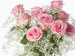 10 roze rozen - Sophia Loren