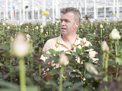Rozenkweker: Berg Roses