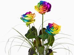 Drie regenboog rozen