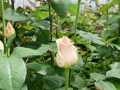 Verse rozen