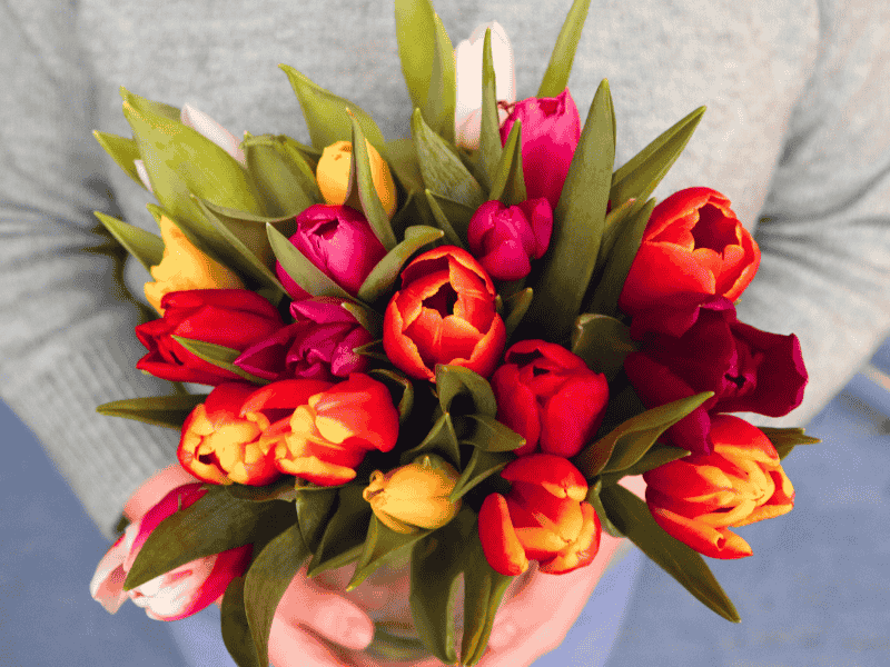 Bunte Tulpen