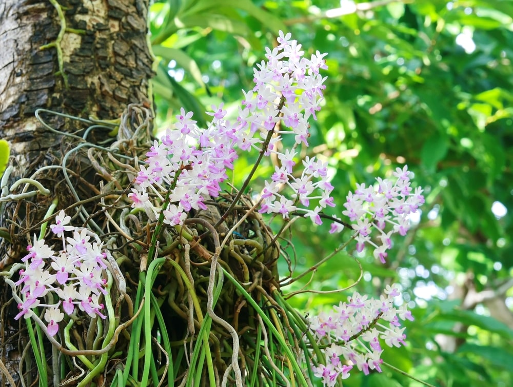 Wilde Orchidee im Jungle Thailands